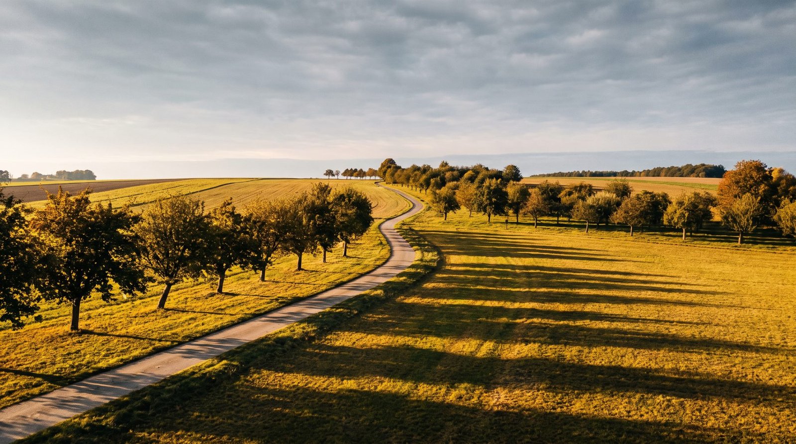 Glooiend Haspengouws landschap in Limburg bij avondlicht, met een landweg tussen fruitbomen
